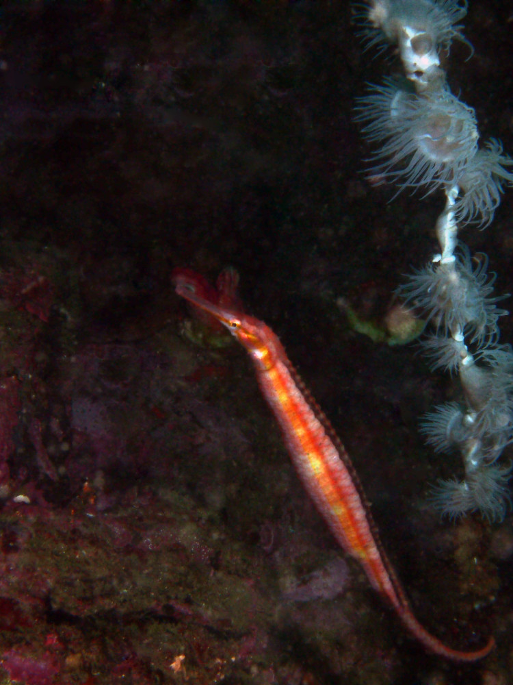 Red Pipefish with dark background at South Solitary Island by Jetty Dive