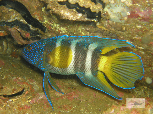 Eastern Blue Devilfish
