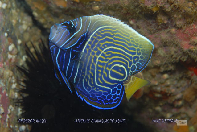 Emperor Angelfish with conflicting colour patterns, both juvenile circles and adult swirls present on its body