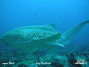 Leopard Sharks at South Solitary Island!