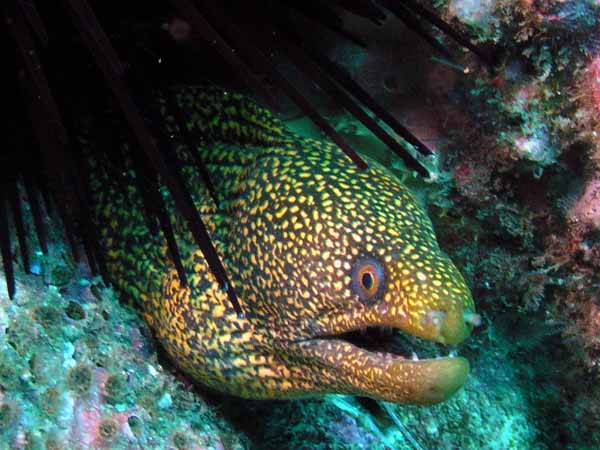 moray eelSpotted Moray Eel at South Solitary Island by Jetty Dive