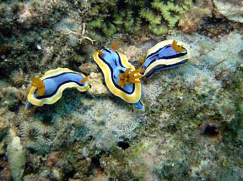 3 Nudibranches