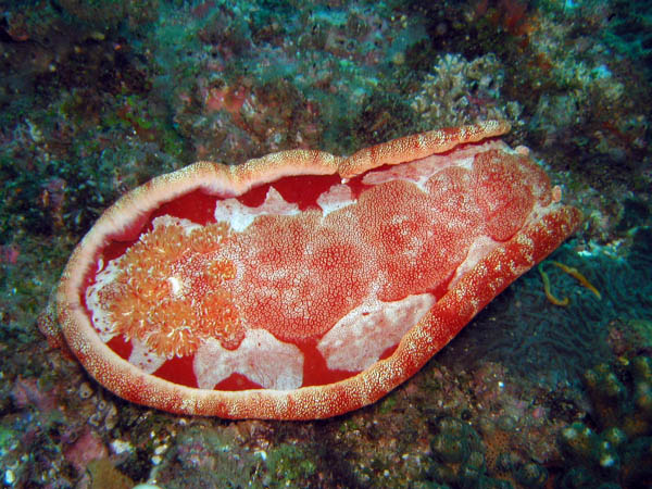 Nudibranch - Hexabranchus Spanish Dancer at South Solitary Island by Jetty Dive