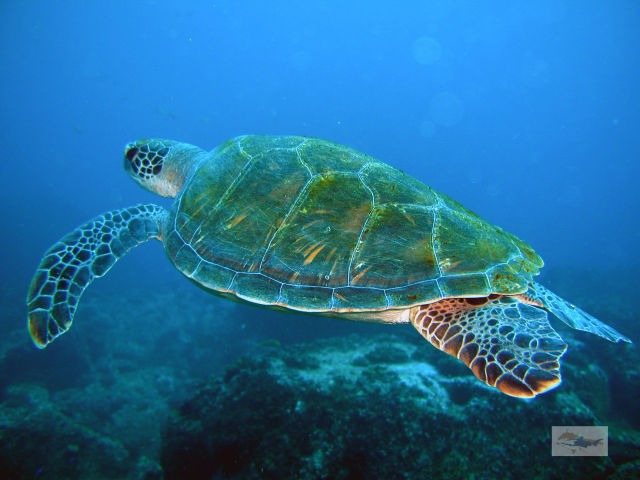 Green Sea Turtle at South Solitary Island