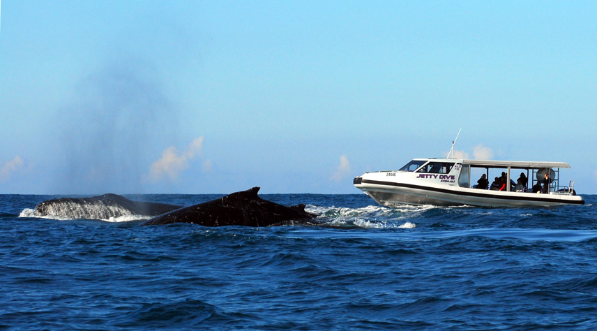 Whale watch Coffs Harbour