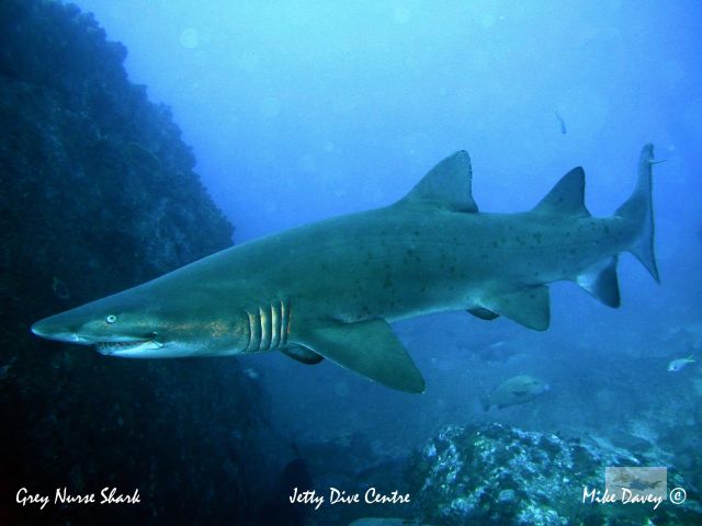 Grey Nurse Shark in water with rocks to the left