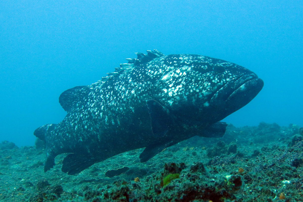 Black Cod in mid water with rocky ocean floor below and blue water behind