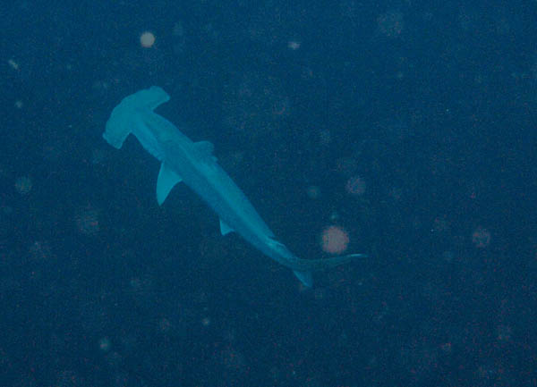Hammerhead Shark pictured from above, surrounded in dark blue water