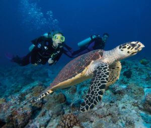 18th March – Turtle Heaven at South Solitary Island!