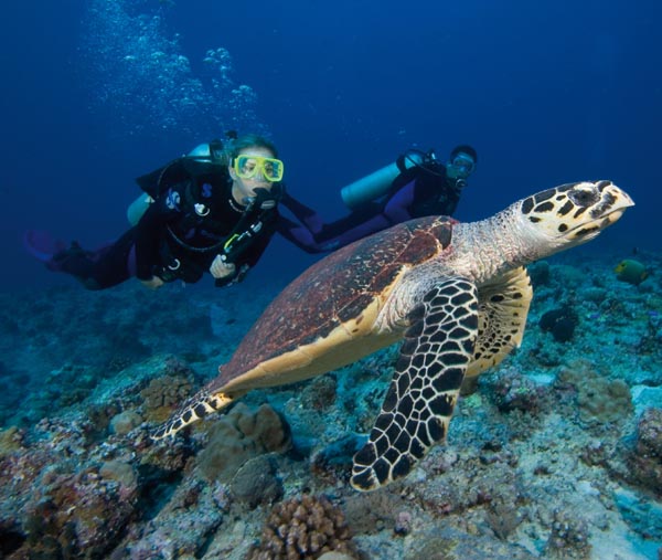 Green Sea Turtle in foreground with divers