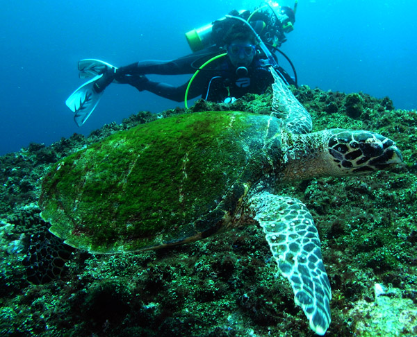 Hawksbill Turtle and diver at South Solitary Island 22 December 2014
