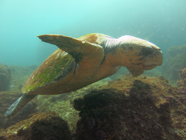 Loggerhead Turtle "Barney" at South Solitary Island 15th Dec 2014