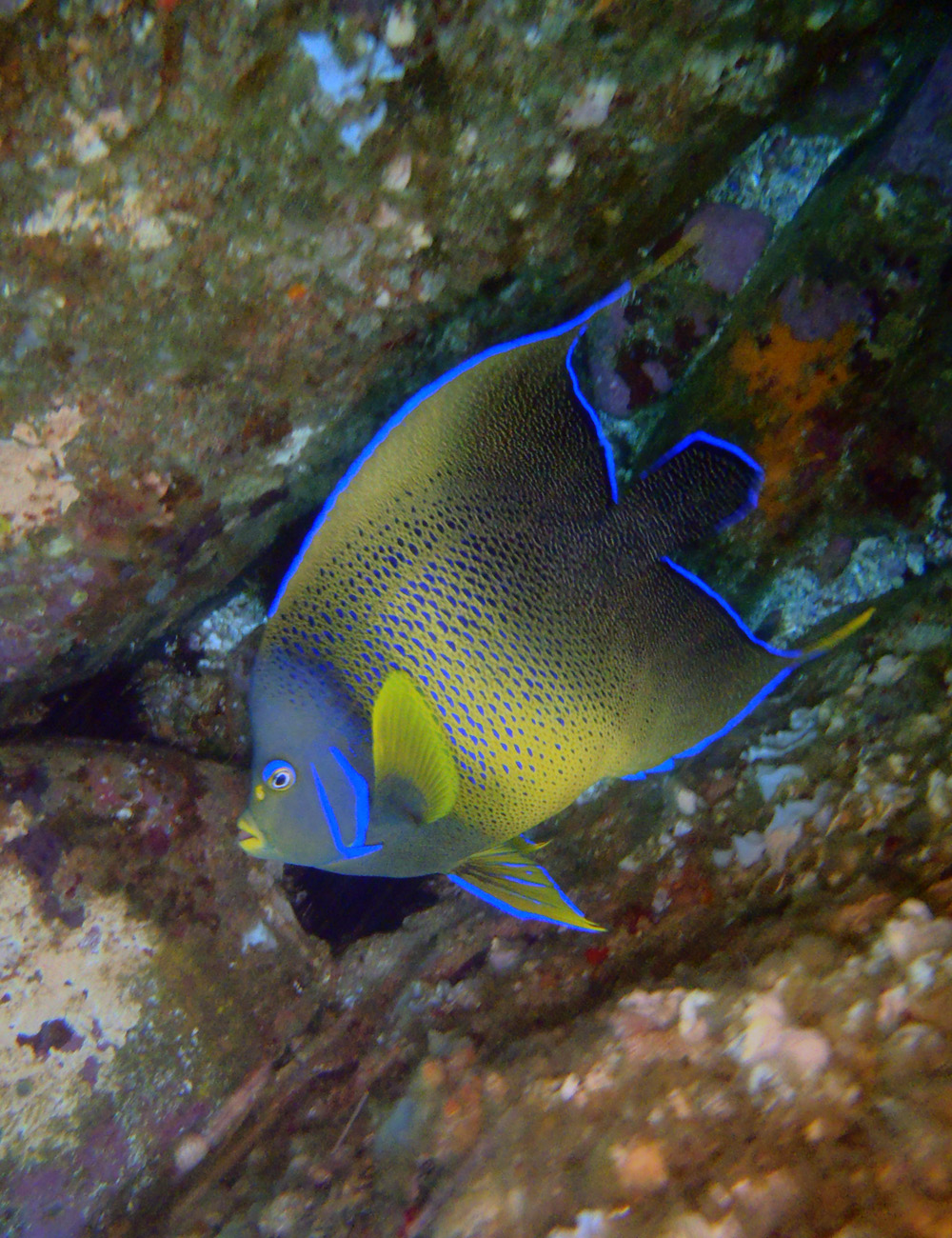 Semicircle Angelfish in between rocks taken by N Fripp 2015 at South Solitary