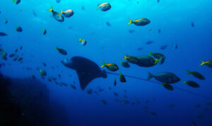 Sunday 25th January – Great Diving Conditions at South Solitary Island!