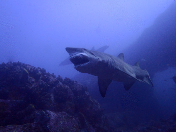 Grey Nurse Shark stretching its jaw at Manta Arch, South Solitary Island
