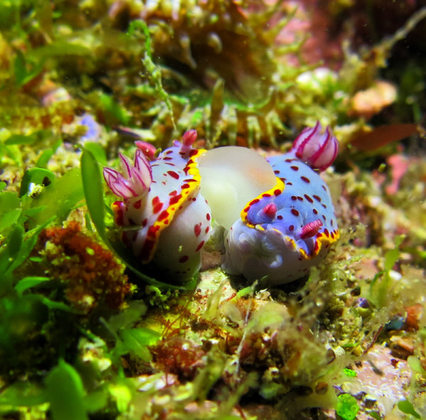 Two purple nudibranches mtaing on mossy rock
