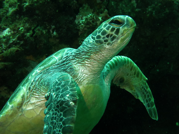 Green Sea Turtle with rocky background at South Solitary Island