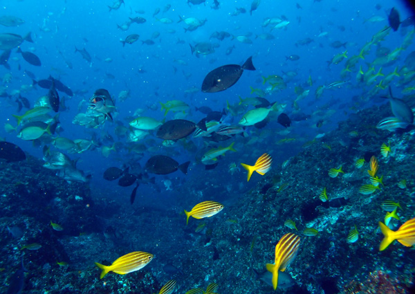 Schooling various Fish Life at Boulder Wall, South Solitary Island by Jetty Dive