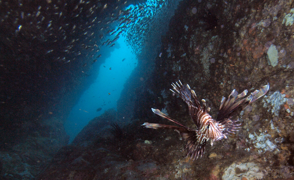 Lionfish in gutter between rocks with blue water in the distanceat South Solitary Island by Jetty Dive