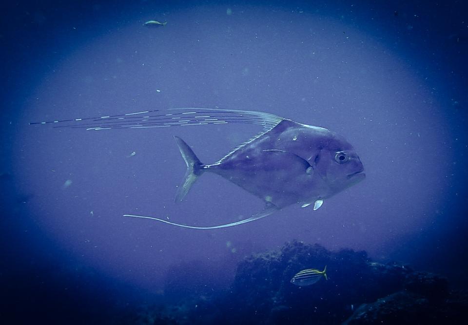 Long tailed Trevally with vignette by Jetty Dive