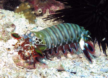 A mantis shrimp on the sandy rocky bottom, with a sea urchin behind it.
