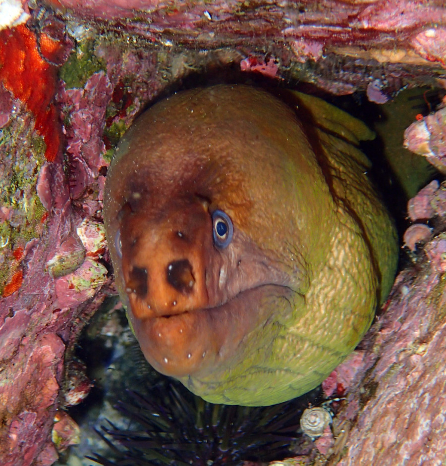 Green Moray Eel with it's head out of rocks at South Solitary Island