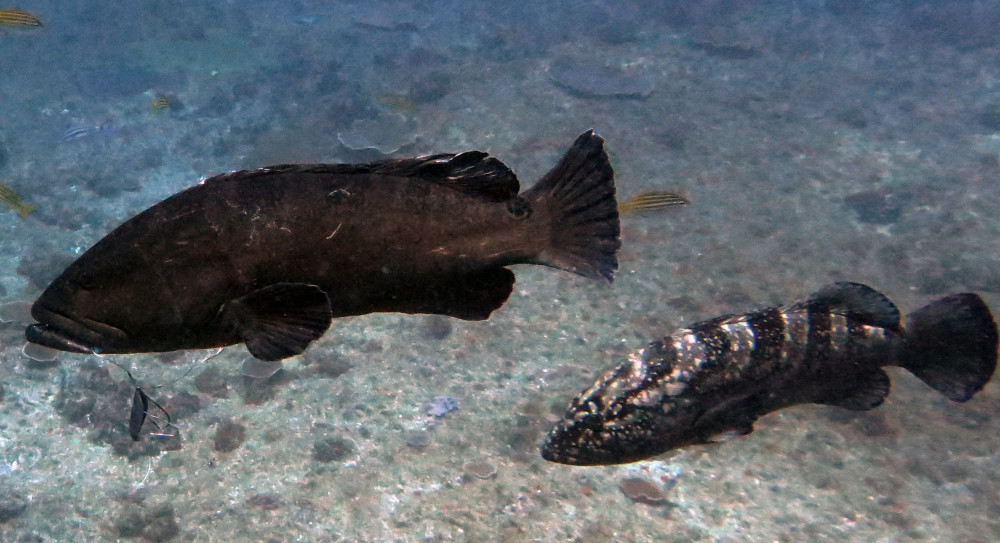Black Cod with fish hook at South Solitary Island by Jetty Dive