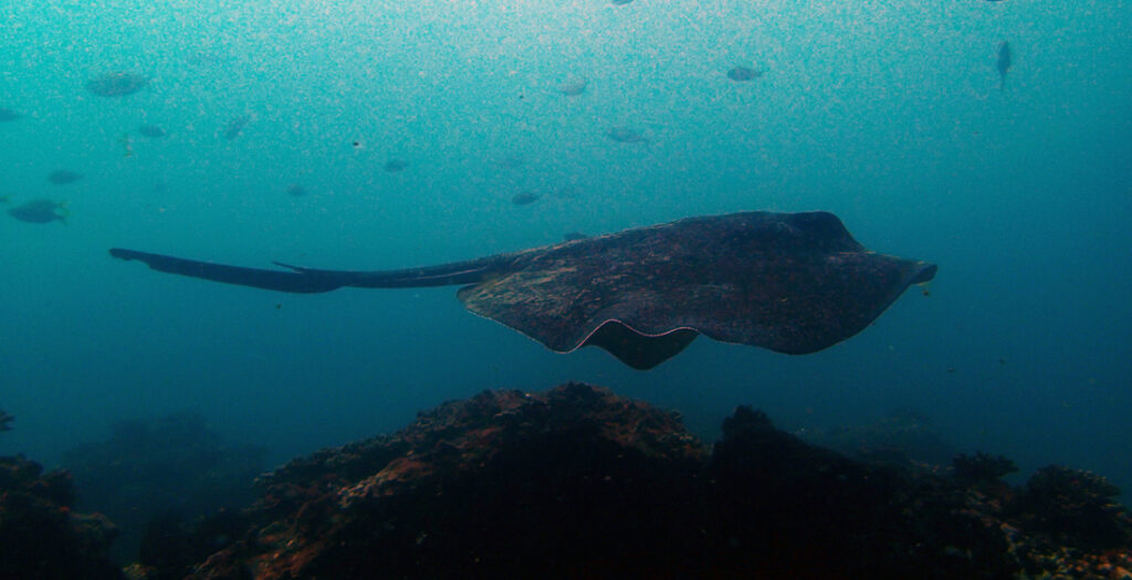 Bull Ray, South Solitary Island by Jetty Dive