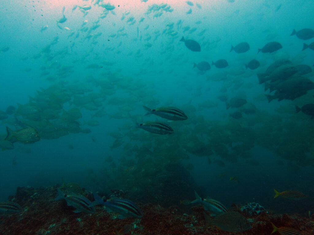 Schooled Goatfish and Tarwhine, Cleaner Station, South Solitary Island by Jetty Dive