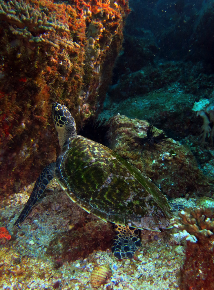 Hawksbill Turtle and Lionfish at South Solitary Island 22 March 2015 by Jetty Dive