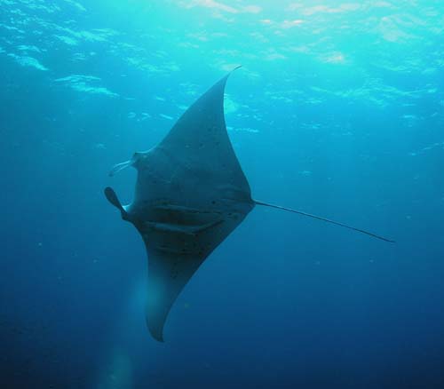 Manta Ray in blue water at South Solitary Island