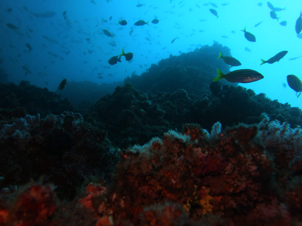 Fish and coral underwater at Pimpernel Rock, Solitary Islands Marine Park by Jetty Dive