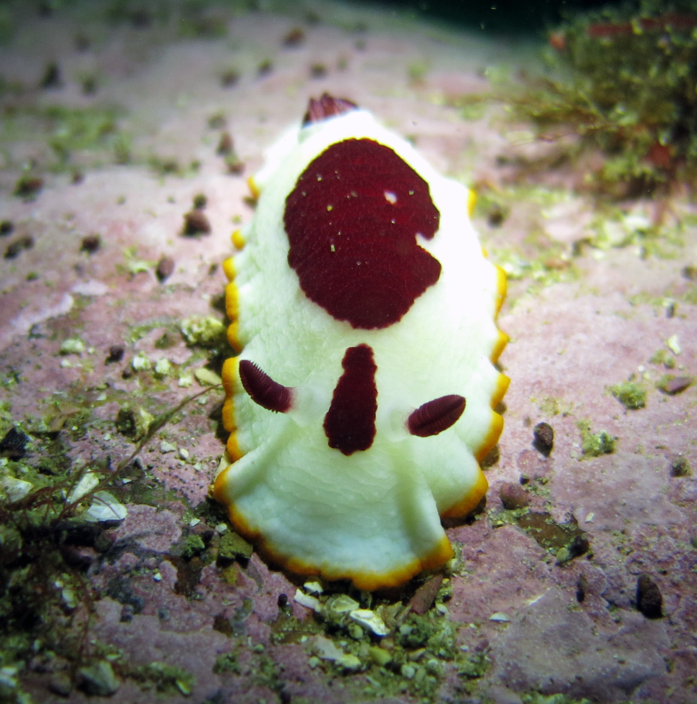 Nudibranch - Spledid Dorid by Jetty Dive