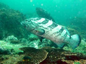 Dive Reports – November 2015