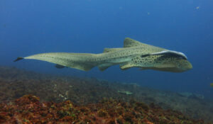 21st February – Grey Nurse and Leopard Sharks at South Solitary Island!
