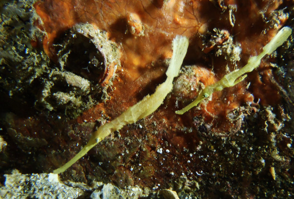 Robust Ghost Pipefish at Solitary Islands Marine Park by Jetty Dive