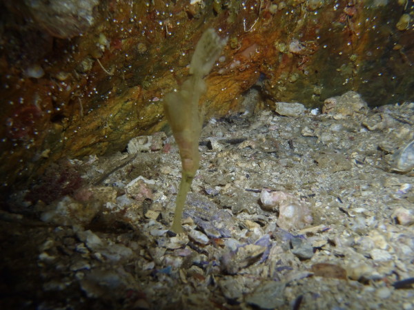 Robust Ghost Pipefish at Solitary Islands Marine Park - Pair by Jetty Dive