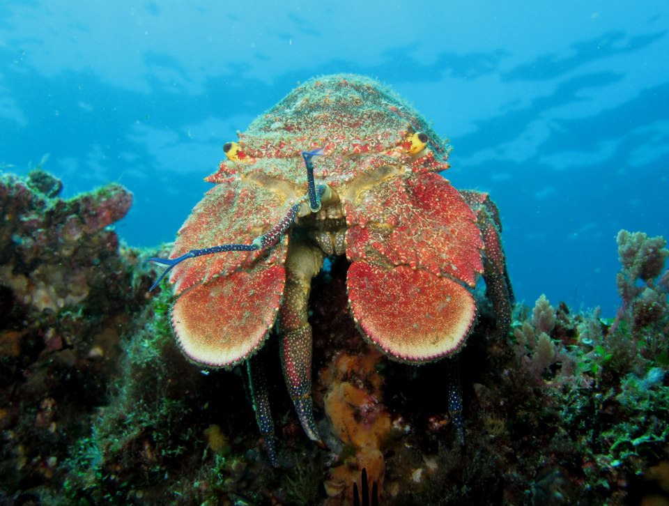 1st April 2015 Slipper Lobster, South Solitary Island