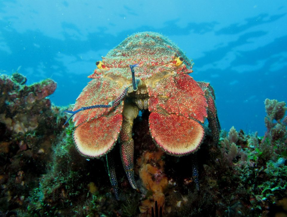 Slipper Lobster, South Solitary Island