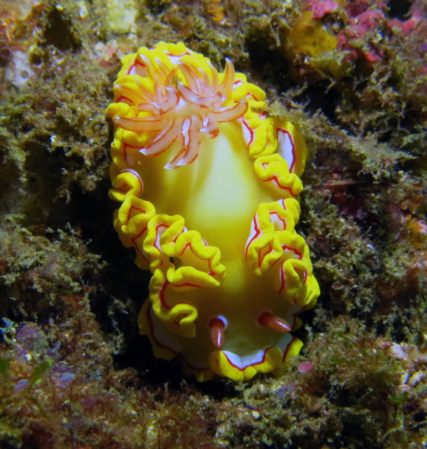 Nudibranch - Ardeadoris rubroannulata Solitary Islands Marine Park by Jetty Dive