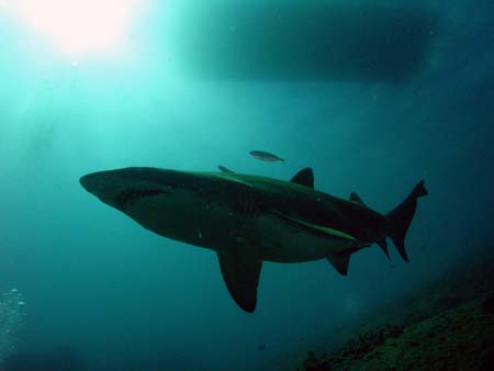 Grey Nurse Shark under dive boat by Jetty Dive