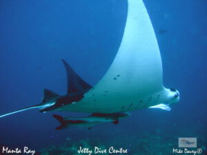 12th & 13th March – Manta Ray and Leopard Shark at South Solitary Island!