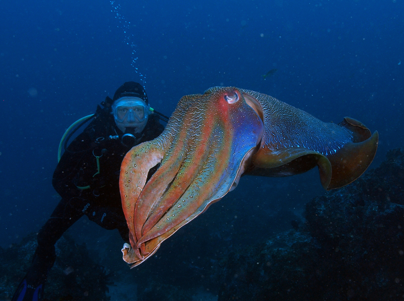 Cuttlefish underwater with a diver behind the focus of the frame at South Solitary Island