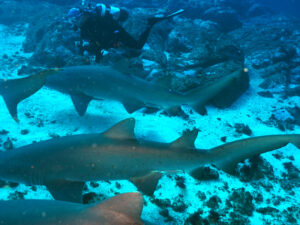 70 Grey Nurse Sharks and 35m Visibility at South Solitary Island Today!