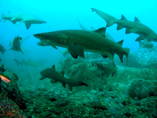 Several Grey Nurse Sharks in frame, with the ocean floor and blue water behind.