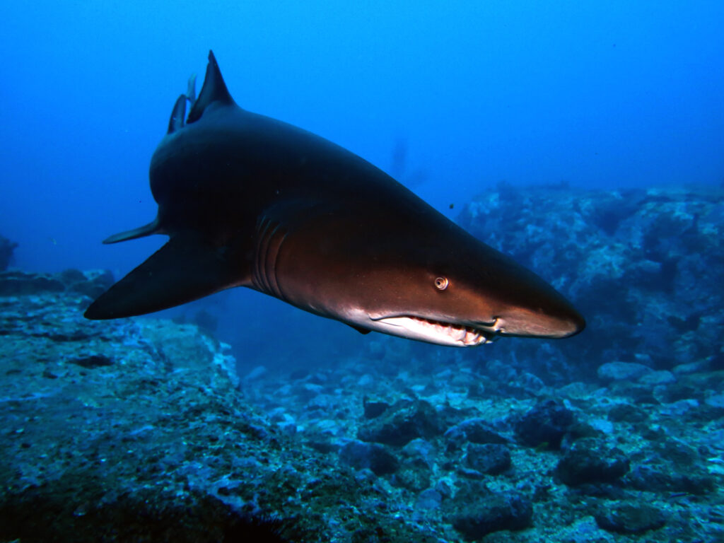 Close up photo of Grey Nurse Shark at South Solitary Island 29 June 2015 by Jetty Dive