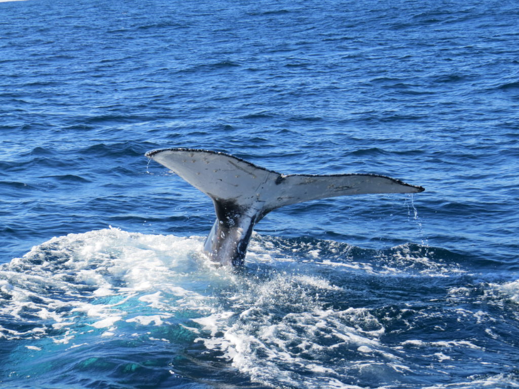Whale Watch - whale tail 28 June 2015 by Jetty Dive