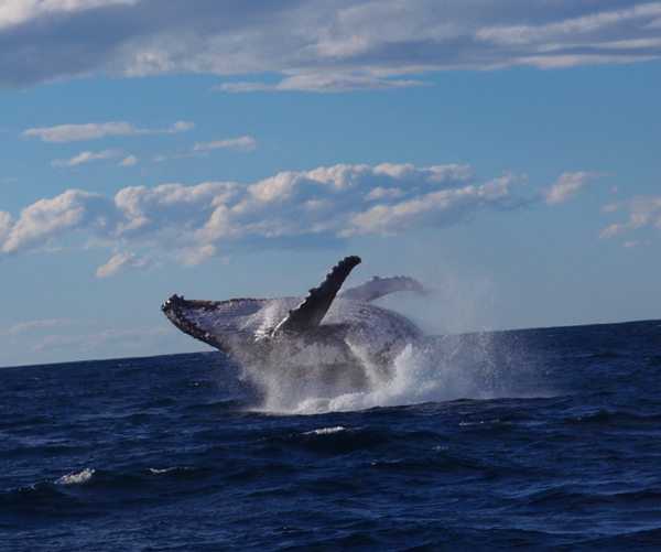 Humpback whale jetty dive centre