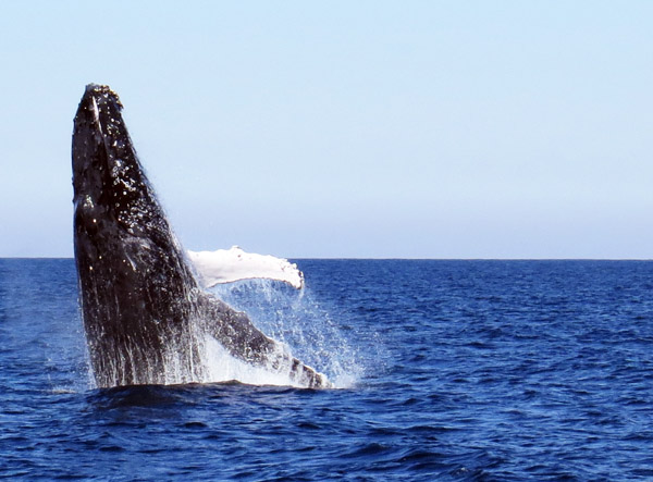Whale watch - whale breach 18 June 2015 by Jetty Dive