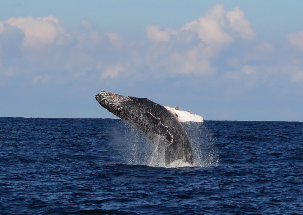 Whale Watch - breaching whale 29 June 2015 by Jetty Dive